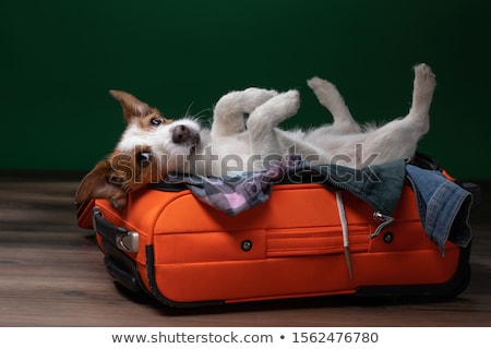 Zdjęcia stock: Dog On Board