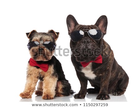 Foto stock: Cute Group Of Happy Dogs Wearing Sunglasses And Bowties