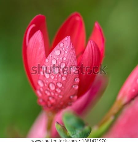 Foto d'archivio: Closeup Of Red Lily With Raindrops