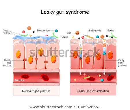 Stok fotoğraf: Intestinal Villi