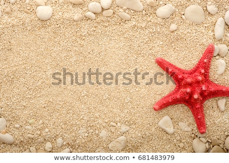 商業照片: Red Starfish In The Sand