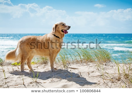 Stock photo: Golden Retriever On A Sandy Dune Overlooking Beach