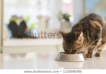 Stok fotoğraf: Black Kitten Eating Cat Food On A White Background