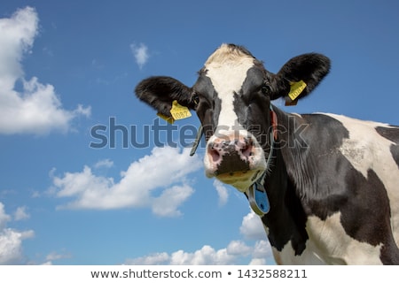 Stock fotó: Curious Cow