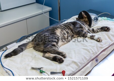 Foto d'archivio: Vet With Surgical Mask Examining A Cat