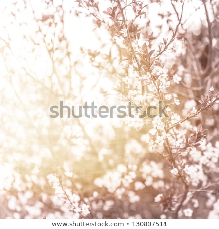 Stock photo: Old Cherry Blossom Tree Closeup