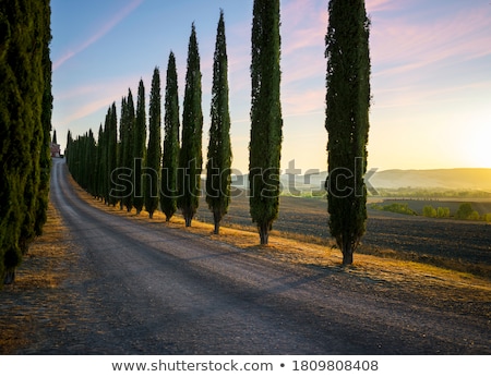 Foto stock: Road Of Cypresses