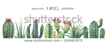 Сток-фото: Mexican Cactus Banner On White Background