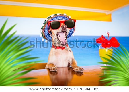 Stock fotó: Summer Cocktail Dog