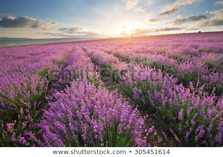 Foto stock: Enas · de · jardins · perfumados