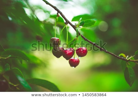 Stok fotoğraf: Cherry Tree