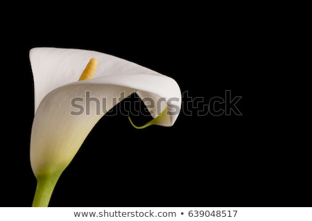 Сток-фото: Portrait Of Yellow Calla Lily On A Black Background