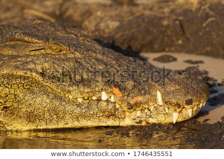 Imagine de stoc: Nile Crocodile On The Bank Of The Chobe