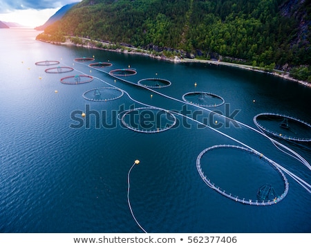 Zdjęcia stock: Farm Salmon Fishing In Norway