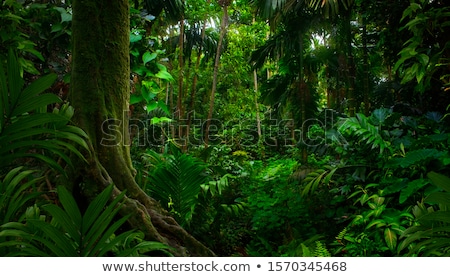 Stok fotoğraf: Tropical Pristine Rain Forest Background