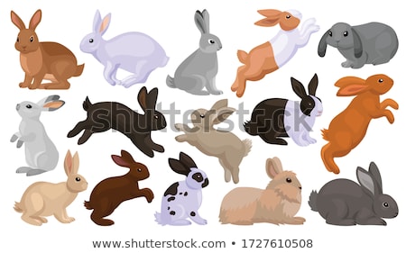 Stockfoto: Rabbit