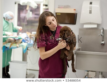 Stockfoto: Ij · een · drukke · dierenartspraktijk