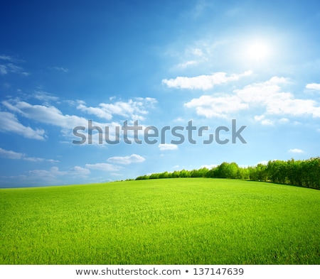 Campo de árvores de trigo e céu azul perfeito Foto stock © givaga