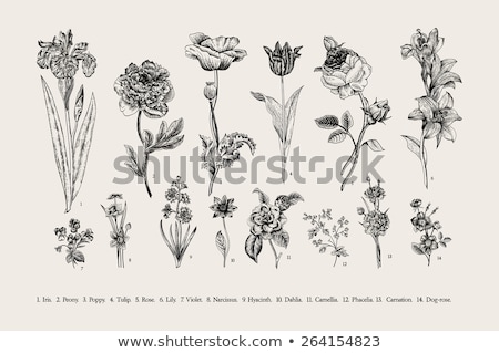 ストックフォト: Iris Flower Vector Illustration