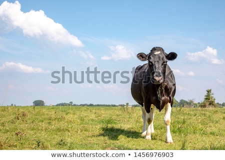 Сток-фото: Big Blade Of Grass Under Blue Sky