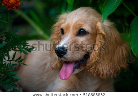 Stock photo: Baby Cocker Spaniel