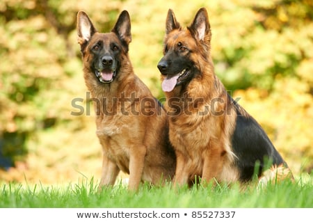 Stockfoto: Beautiful German Shepherd Dog Alsatian Outdoors