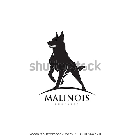 Foto d'archivio: Belgian Shepherd Dog