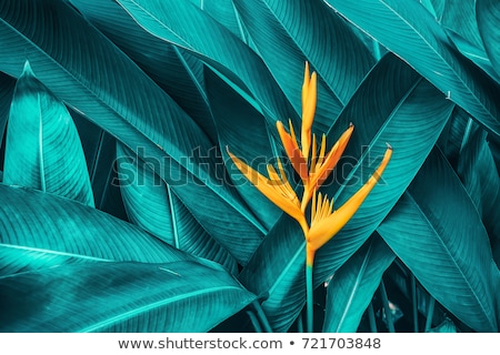 Stock photo: The Background Image Of The Colorful Flowers