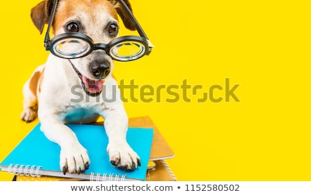 Stock fotó: Smart School Dog