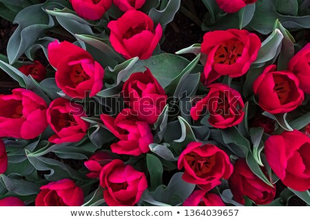 Foto stock: Field Of Red Tulips From Above