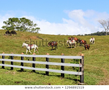 Stockfoto: Horse Running In Gallopp Over The Green Meadow With Saddle