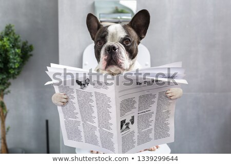Stok fotoğraf: Dog On Toilet Seat Reading Newspaper