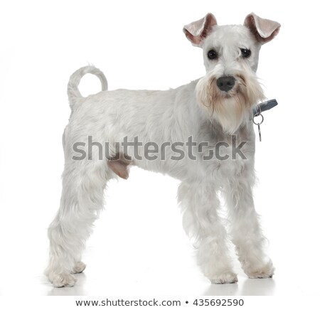 Stok fotoğraf: Cute White Schnauzer Standing In A White Studio Floor