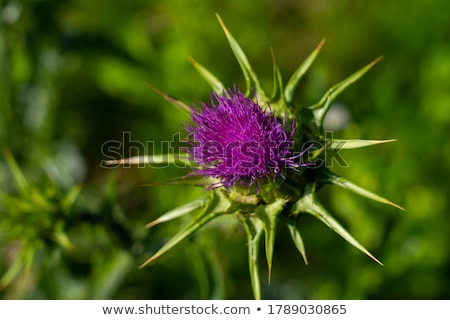 Foto stock: Milk Thistle In Full Bloom Growing In The Garden