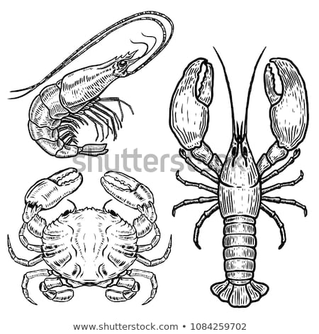 ストックフォト: Shrimp And Crab Posters Set Vector Illustration