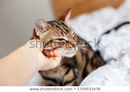 Stockfoto: Kitten And A Man Cat On The Bed And Human Hand