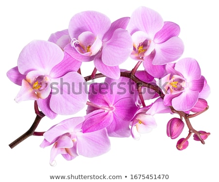 Foto stock: Orchid Pink