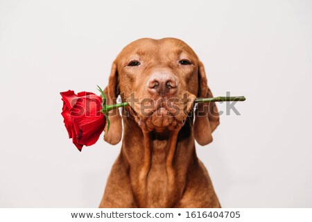 Stock foto: Valentines Rose Dog