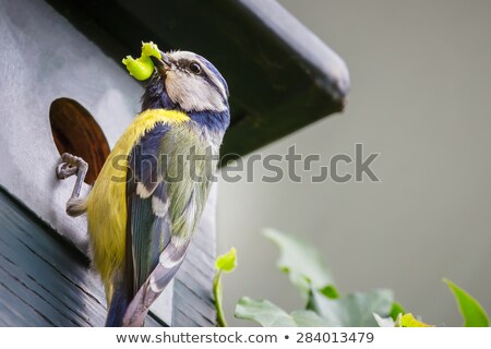 Foto stock: Blue Tit Bird Brings Caterpillar In Nest Box