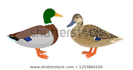 Stockfoto: Drake Duck Male Isolated Waterfowl Bird Vector Illustration