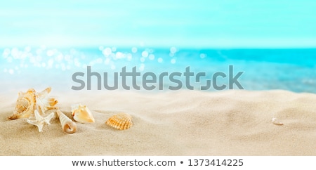 Stok fotoğraf: Shells On The Beach