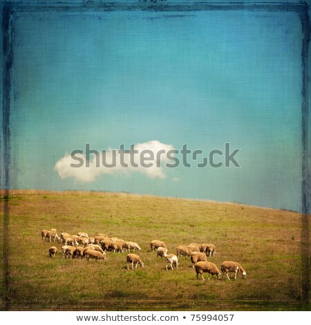 Foto stock: Sheep Grazing On A Hillside