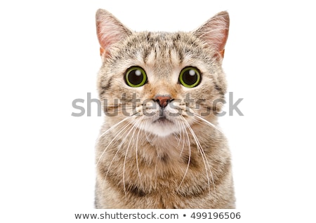 Foto stock: Funny Cute Cat