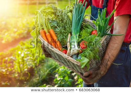 Stock foto: Basket With Assortment Of Fresh Vegetables