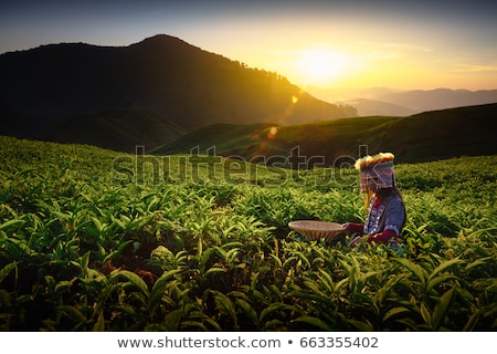 Stockfoto: Tea Farm Plantation In Cameron Highland Malaysia