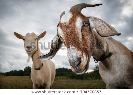 Stok fotoğraf: Goat