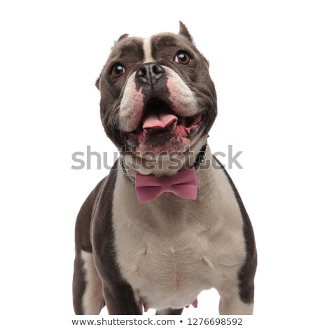 Stock fotó: Close Up Of Cute Classy American Bully Looking Up