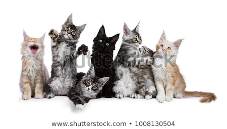 Stock fotó: Solid Black Maine Coon Cat On White