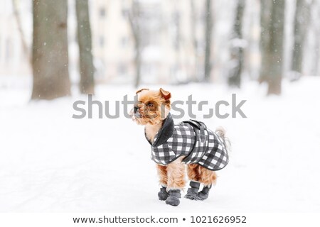 Stock photo: Doggy And Boot