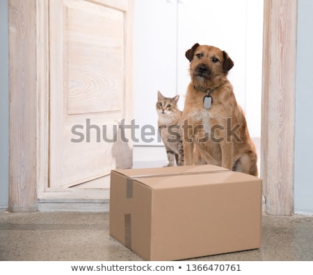 Foto d'archivio: Dog Delivery Post